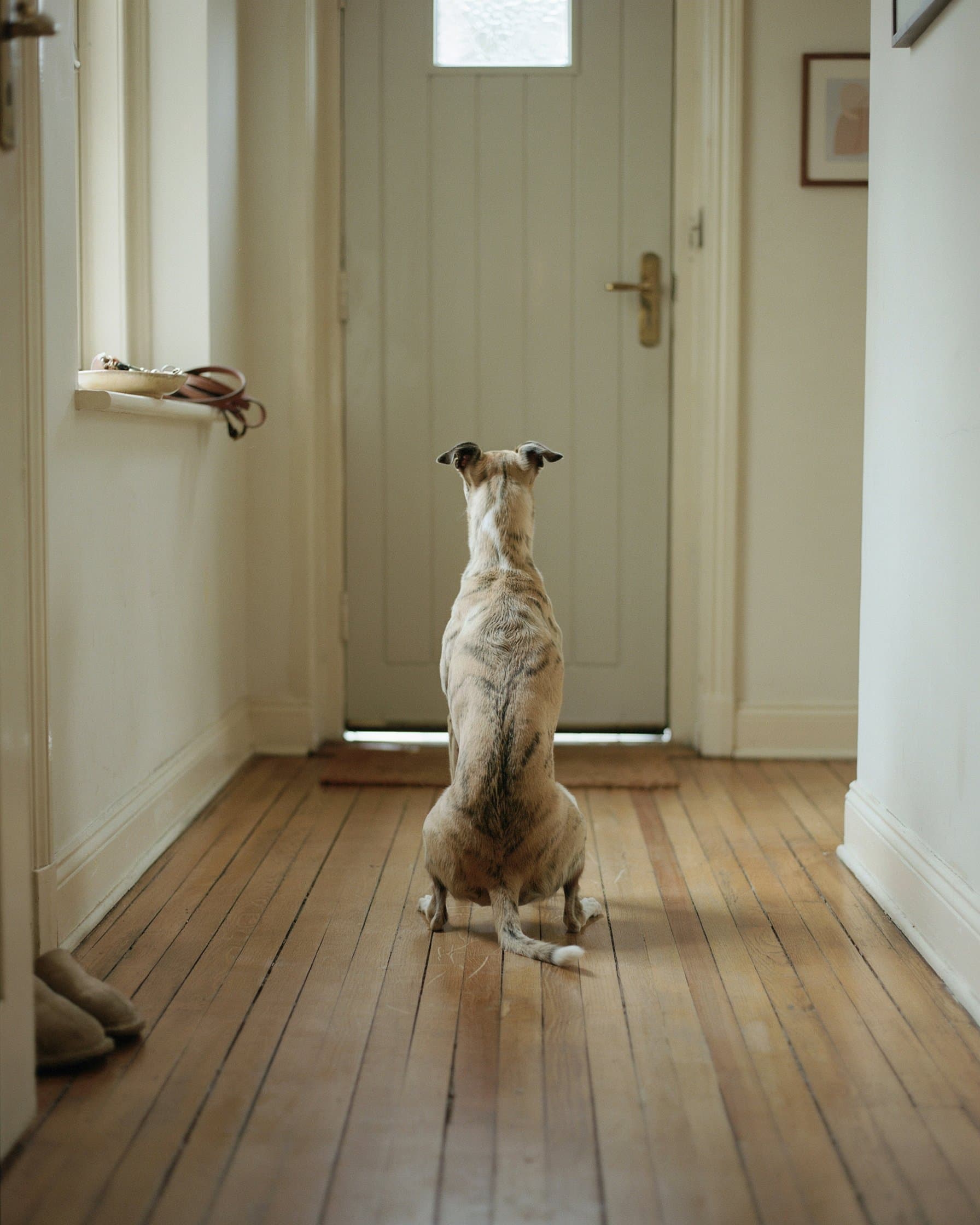 Whippet sitting alone facing a closed front door