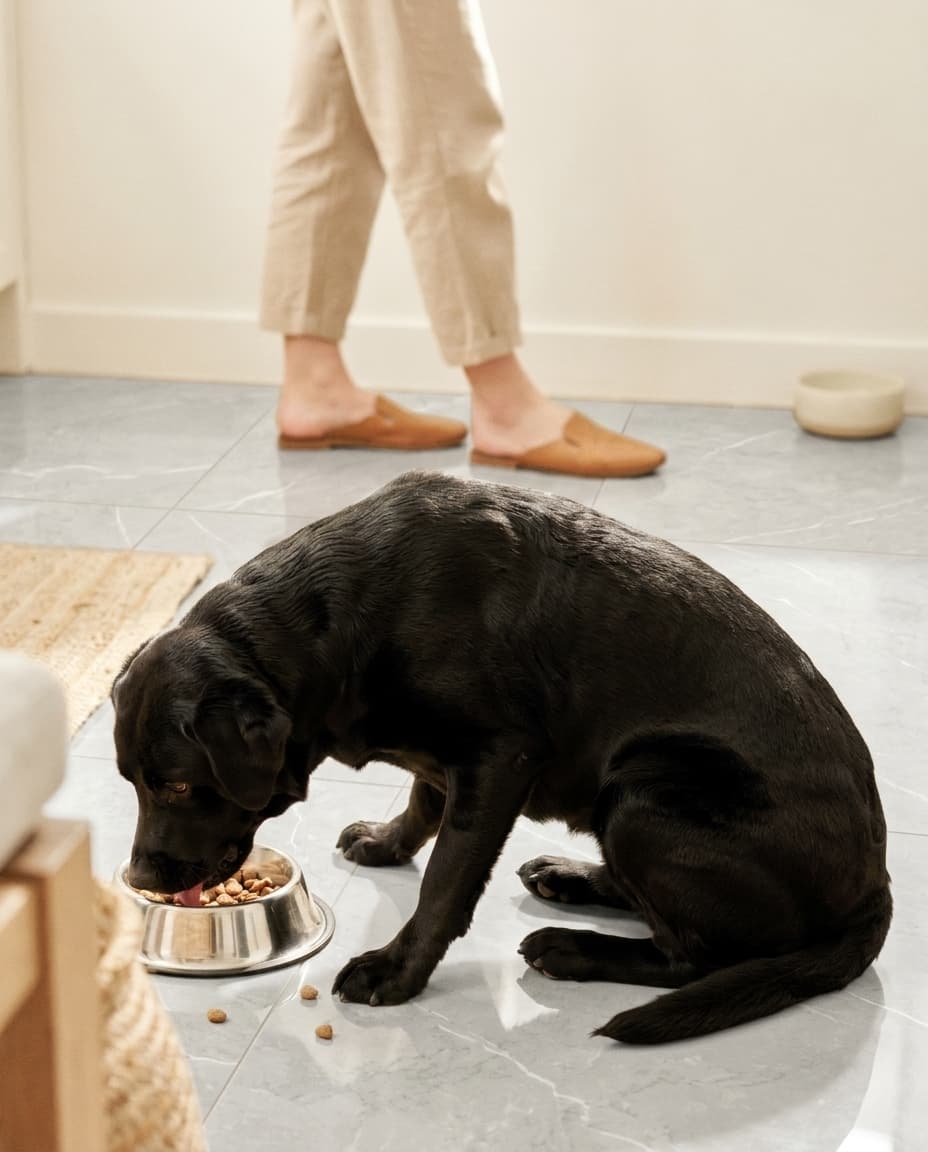 Black Labrador eating while a helper watches nearby