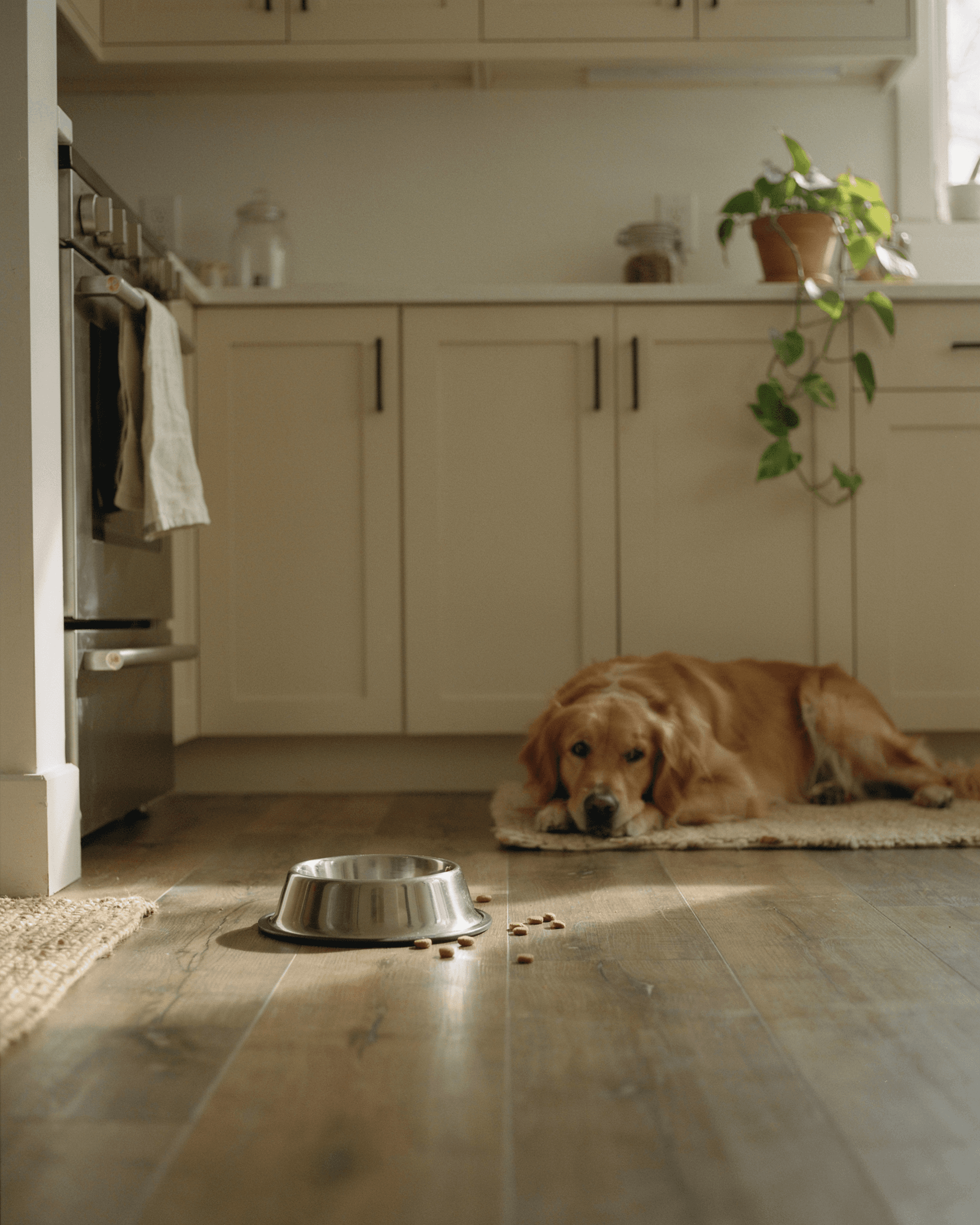 Dog resting by an empty bowl in a quiet kitchen